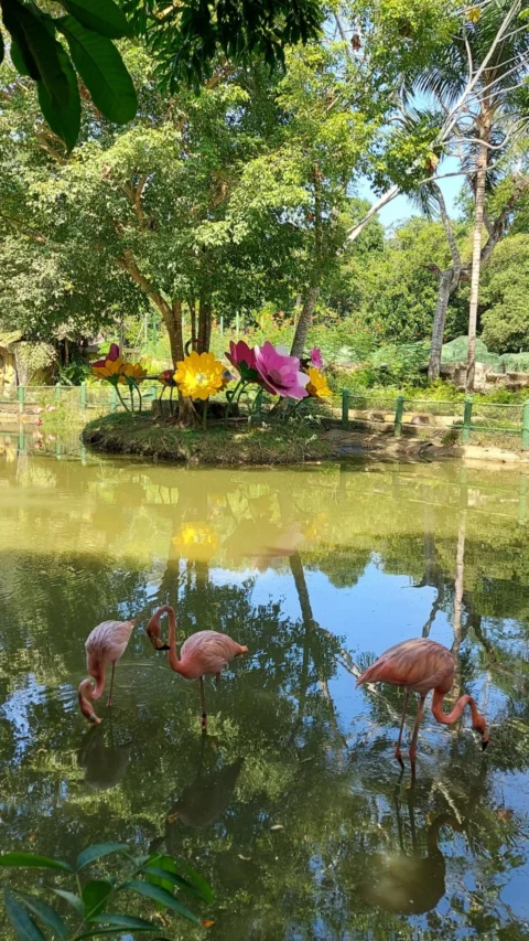 Flamingos Hacienda Nápoles